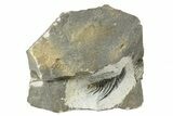 Spiny Leonaspis Trilobite - One Half Prepared #234995-1